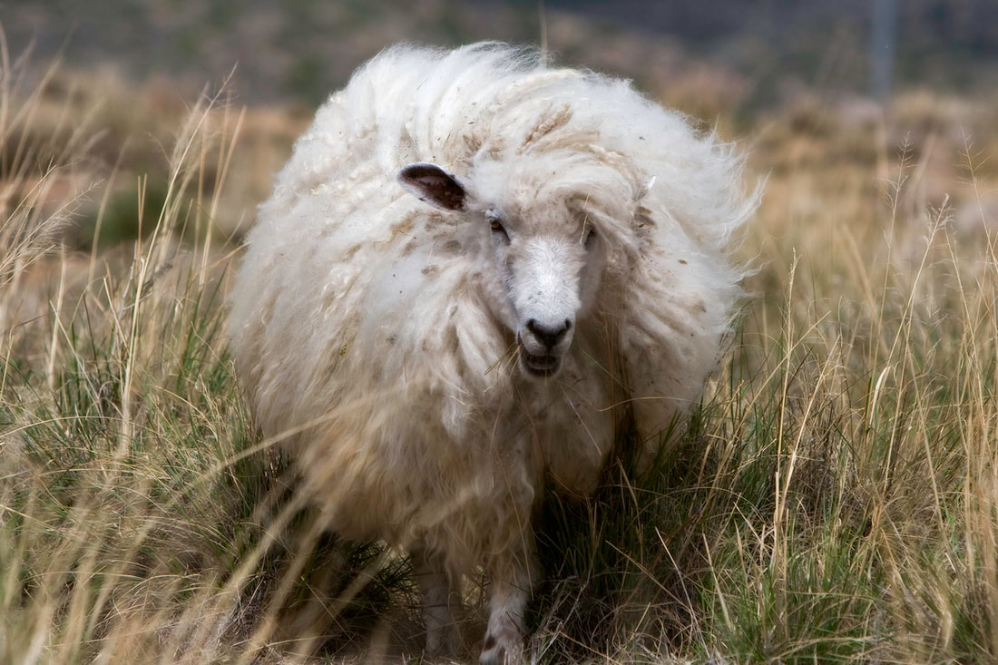 White Cotswold ewe sashaying through tall grass
