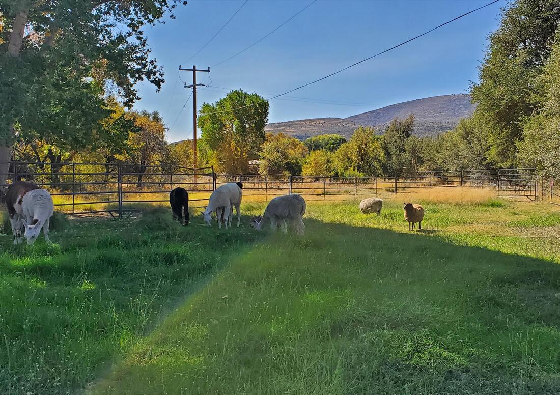 Alpacas and sheep on a green pasture