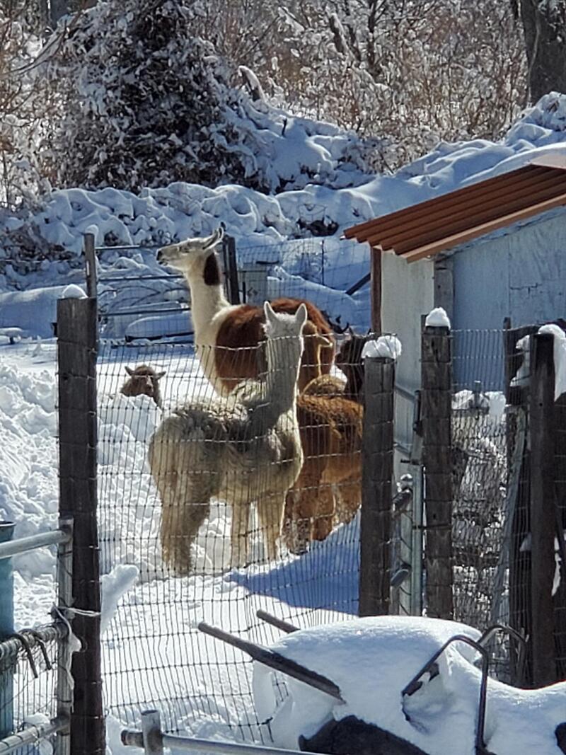 Group of alpacas in the snow