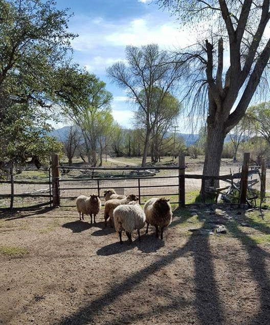 Sheep enjoying a pretty day